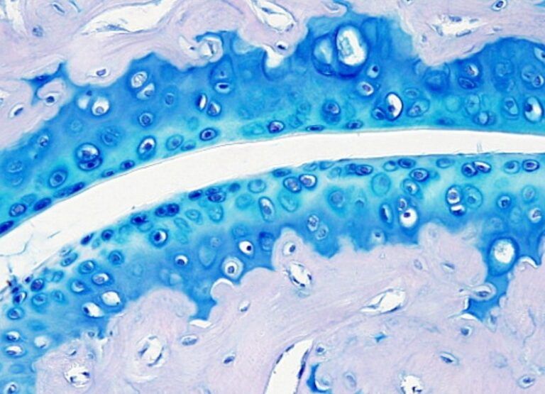 Corte histológico de cartílago articular