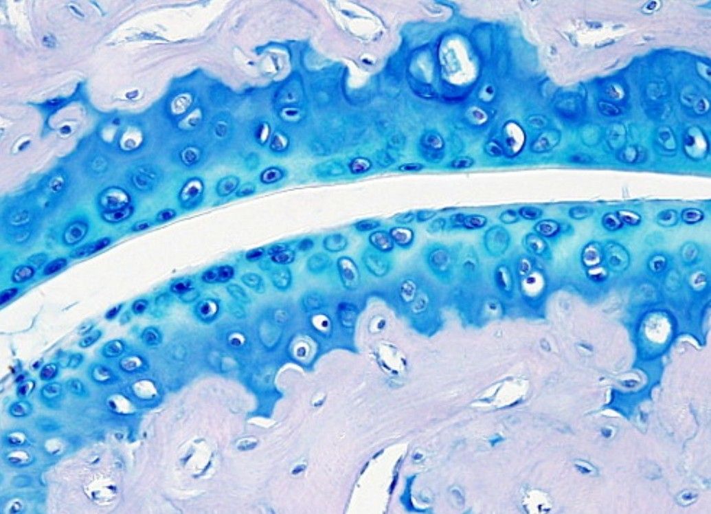 Corte histológico de cartílago articular